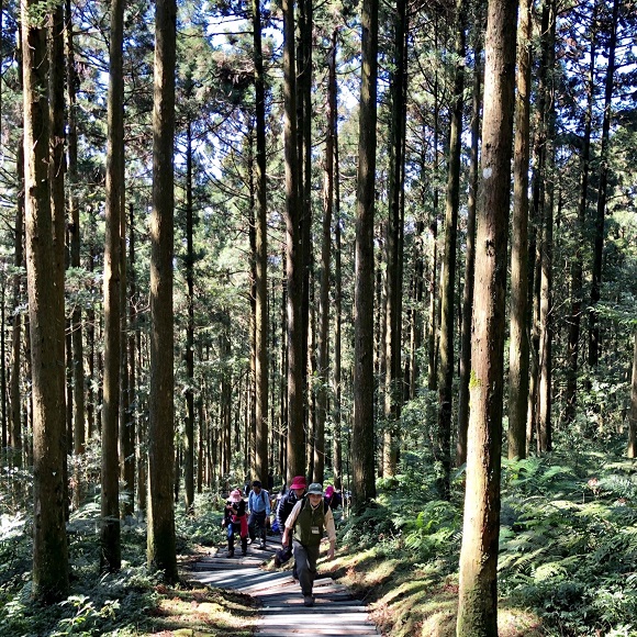 02 東眼山 圖片來源 台灣山林悠遊網