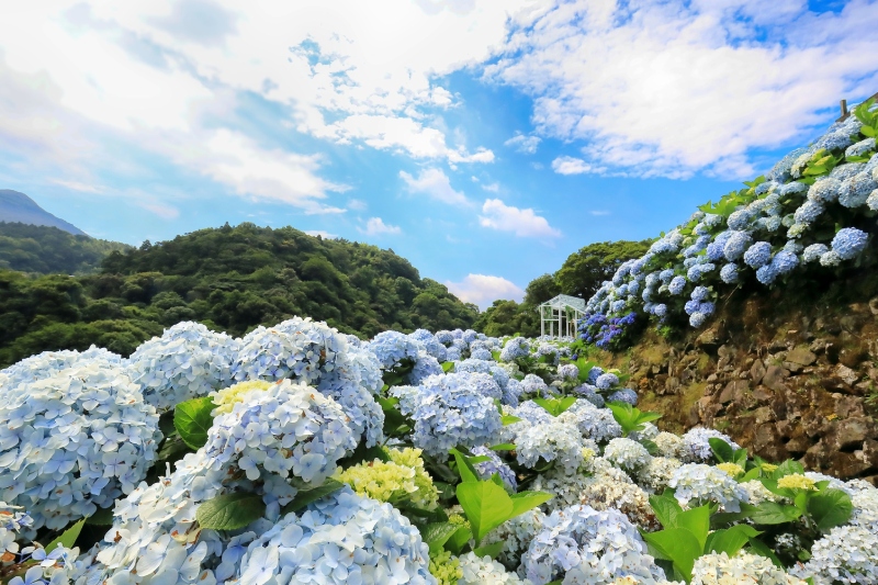 2024繡球花季景點推薦 |陽明山繡球花|竹子湖大梯田繡球花園 2024繡球花季景點推薦 |陽明山繡球花|竹子湖大梯田繡球花園