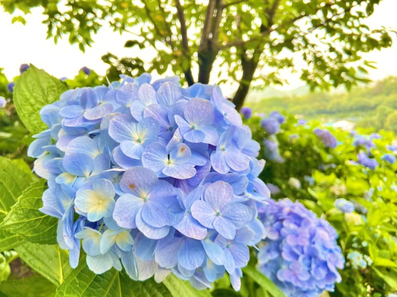 2024繡球花季景點推薦 |陽明山繡球花|陽明山高家繡球花田 2024繡球花季景點推薦 |陽明山繡球花|陽明山高家繡球花田
