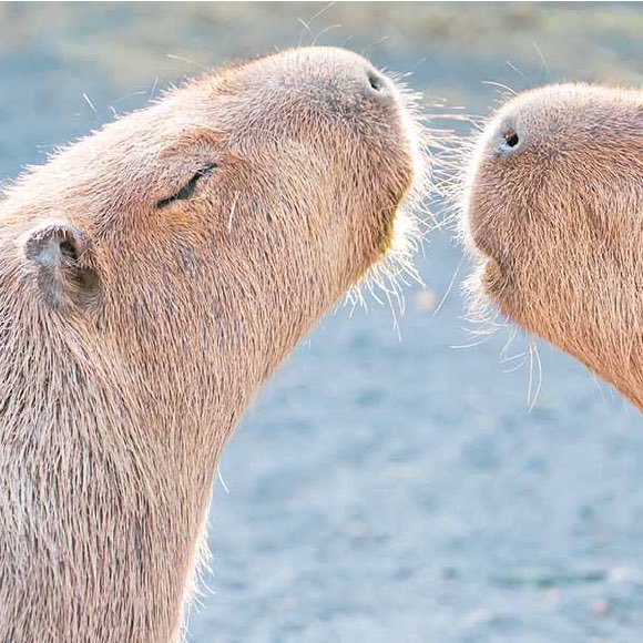 頑皮世界野生動物園