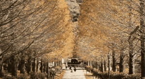 【2025全台落羽松】新竹落羽松景點-新竹小森之歌