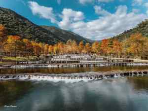 【2025全台落羽松】宜蘭落羽松景點-宜蘭三層坪落羽松