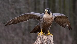 這裡最多的鳥類為麻雀、白尾八哥、家八哥等等,還有其他鳥類為有如戰鬥機一樣快速的游隼、能輕而一舉就駕馭狂風的鵟。