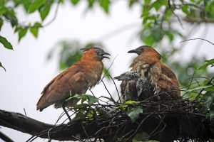 除了一般常見的白頭翁、五色鳥、樹鵲以外,偶有機會看到以蚯蚓為食的黑冠麻鷺。