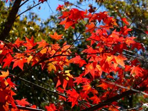 楓葉-【南投 奧萬大國家森林遊樂區】賞楓:11月~12月