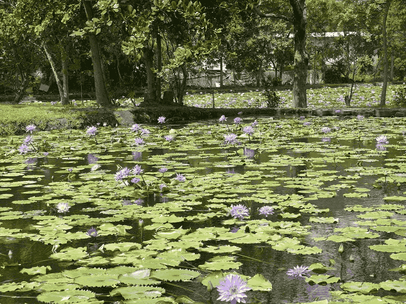 蓮城蓮花園