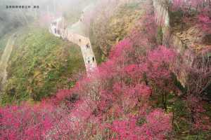 2025櫻花季-苗栗賞櫻|協雲宮櫻花步道