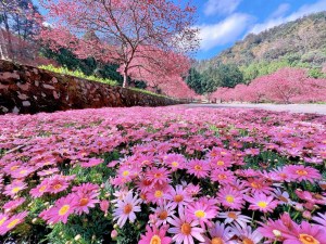 2025櫻花季-台中賞櫻|九族文化村
