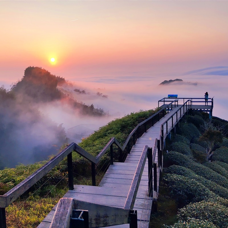 南投景點 南投秘境景點 大崙山觀光茶園