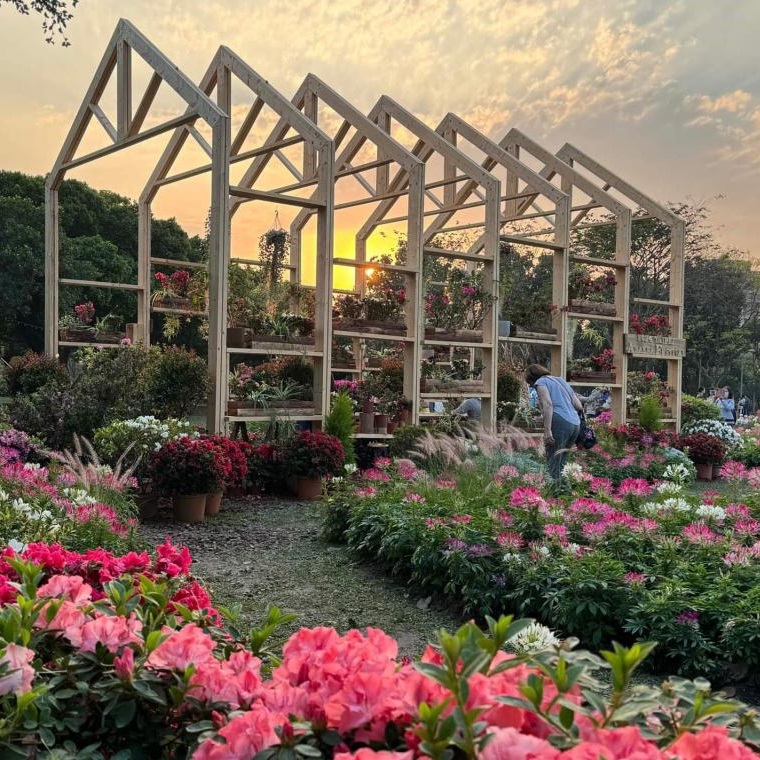 台北賞花 杜鵑花