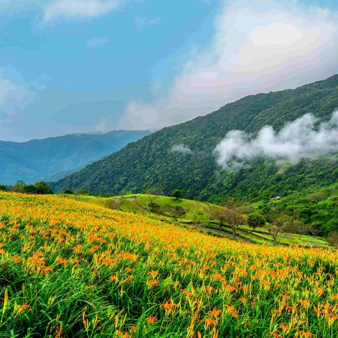 台東景點 台東戶外景點 太麻里金針花