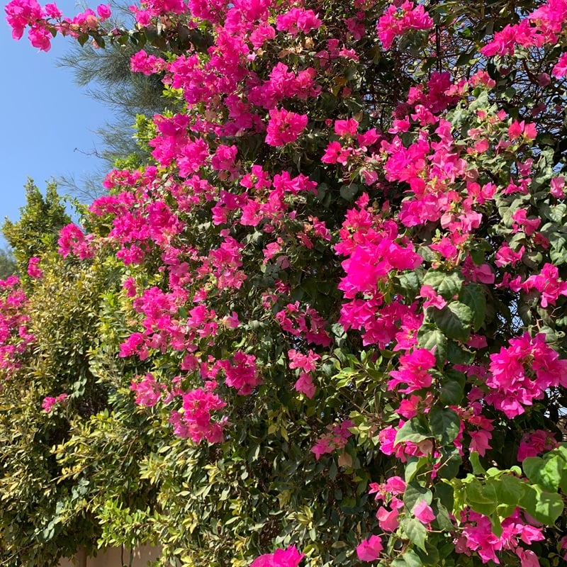 嘉義景點 嘉義賞花景點 仁義潭九重葛大道
