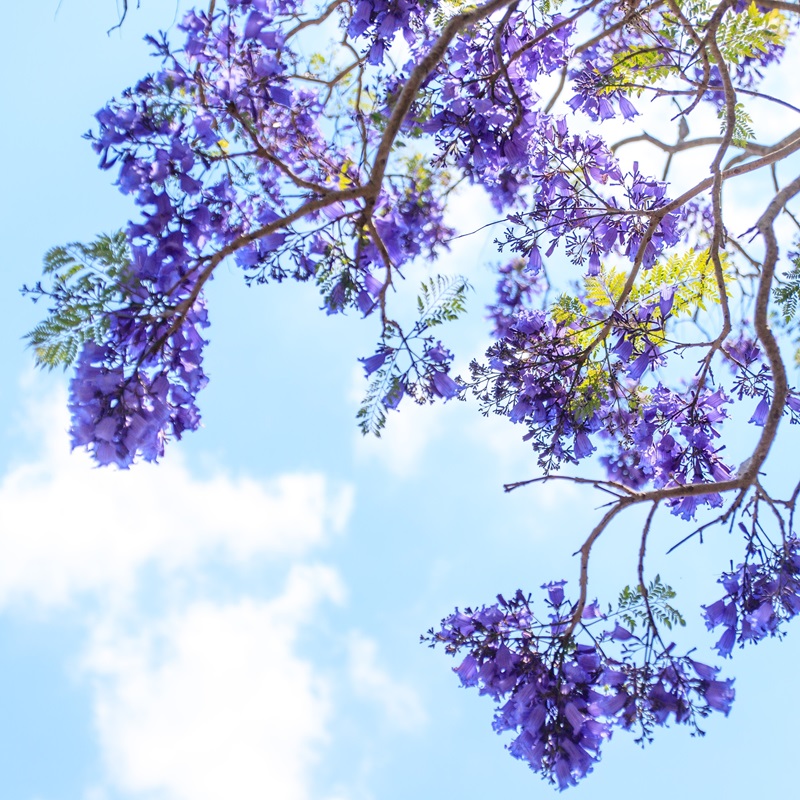Jacaranda,Trees,In,Bloom:,Purple,Flowers,Adorn,Bare,Branches
