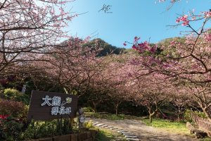 2025櫻花季-新北賞櫻|三峽大熊櫻花林