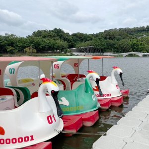 青草湖天鵝船