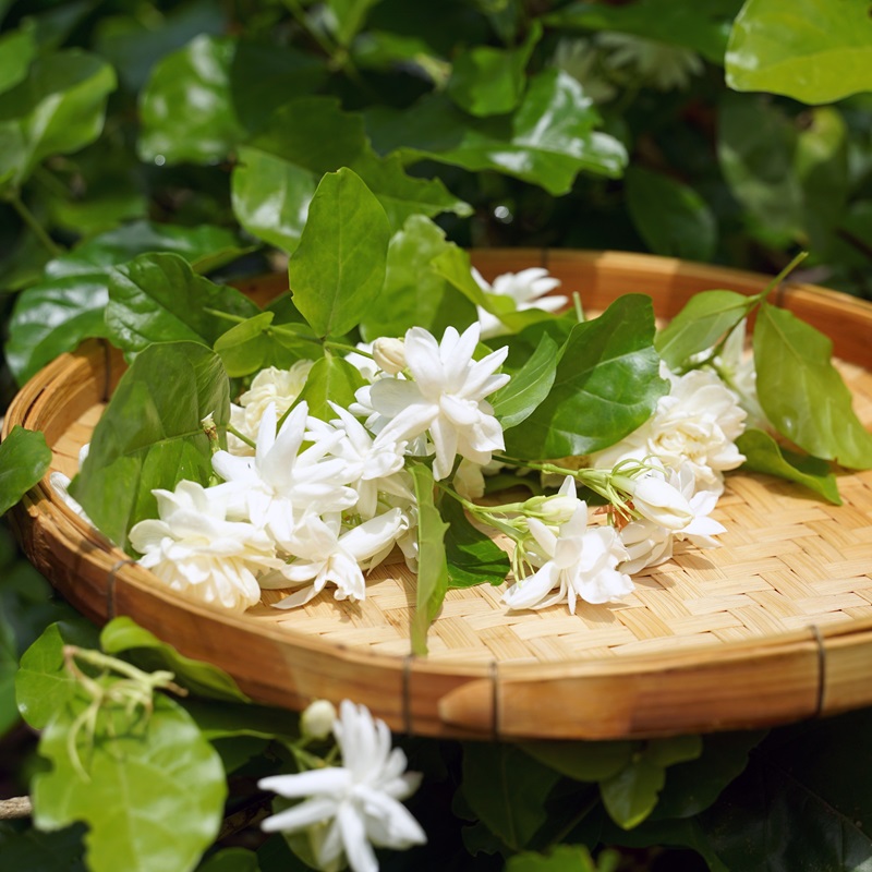Arabian,Jasmine,Flower,In,Bamboo,Basket.,It,Is,A,Flower