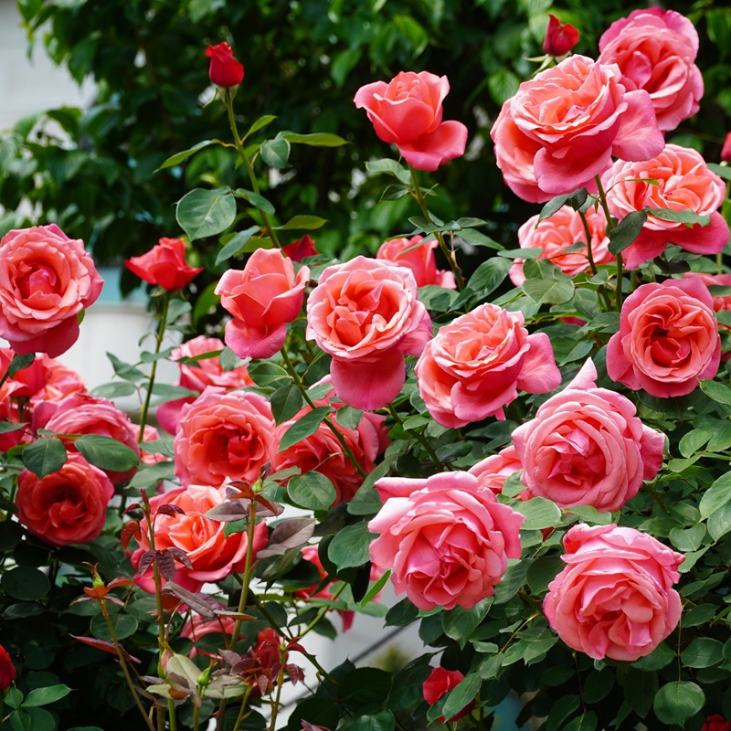 A,Pink,Rose,,An,Expression,Of,Love.