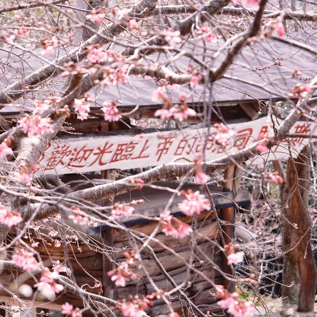 新竹景點 新竹活動 司馬庫斯櫻花祭