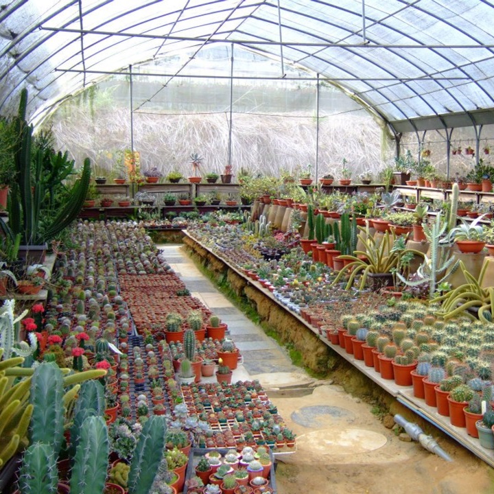 新竹景點 新竹熱門景點 福祥仙人掌與多肉植物園