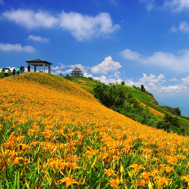 花蓮景點 花蓮賞花景點 花蓮金針山