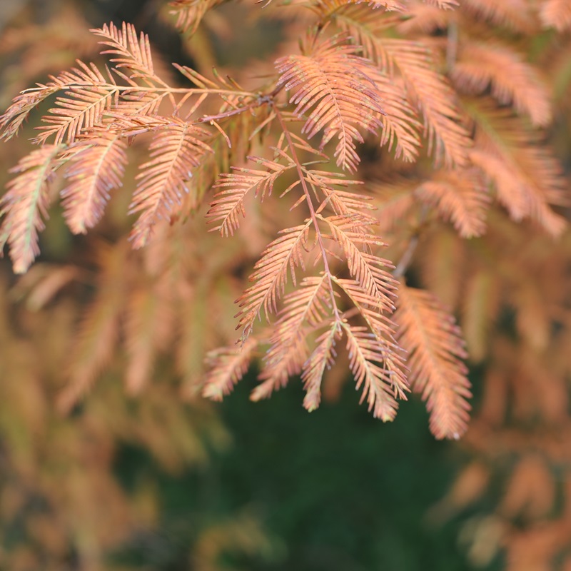 Leaves,Of,Bald,(swamp,,White,,Red,,Gulf),Cypress,,Cyprès,Chauve,