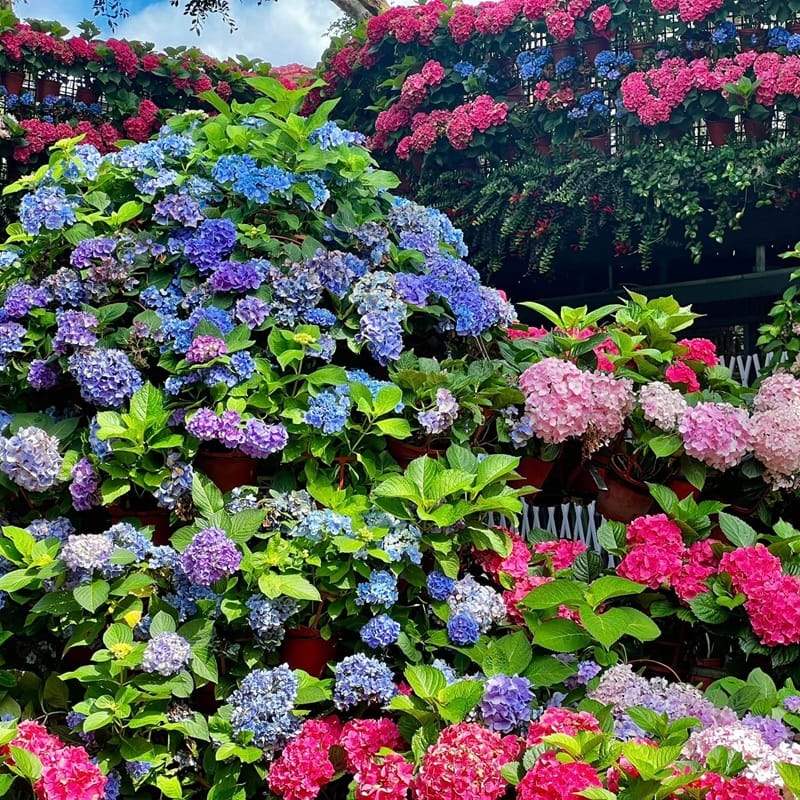 苗栗景點 苗栗網美景點 花露農場